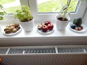 Pokusy a pozorování